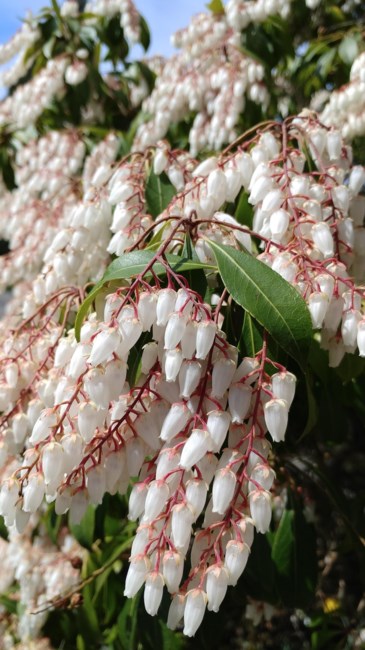 Obituary of William Grant Overby