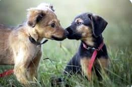 Obituary of Bridget Kelley Sinko