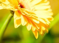 Obituary of Gertrude Edwards