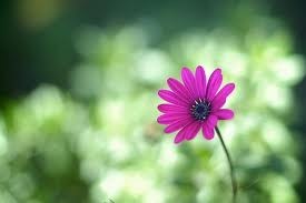 Obituary of Delia Hare Bess