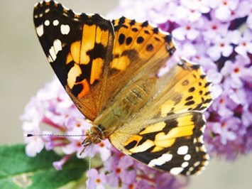 Obituary of Mary Kathryn Brooks