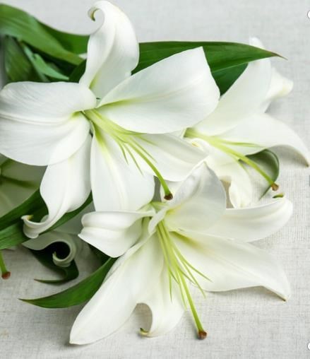 Obituary of Ann Lois Lubin