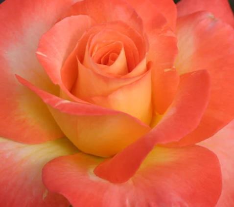 Obituary of Patricia Y. Eisner