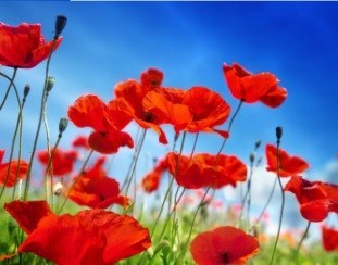 Obituary of Phyllis Jeanne Jay