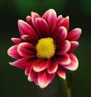 Obituary of Nicole Marion Zimmerer