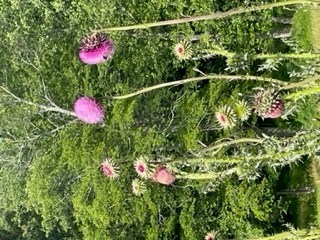 Obituary of Genevieve Grace Cook