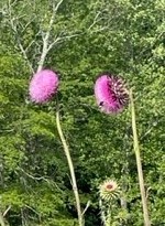 Obituary of Genevieve Grace Cook