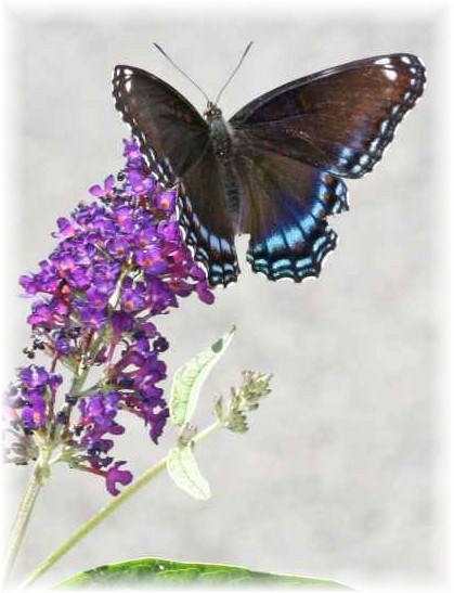 Obituary of Peggy Lucille Wilson