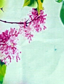 Elizabeth Pearson MacIntosh Hastings Obituary Clemmons NC elizabeth-pearson-macintosh-hastings-obituary-clemmons-nc