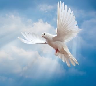 Obituary of Guillermo Ramiro Canas Guzman