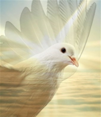 Obituary of Wm. "Bill" H. Harding