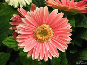 Obituary of Margaret Ruth Logan