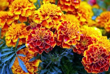 Obituary of Mee K. Hom
