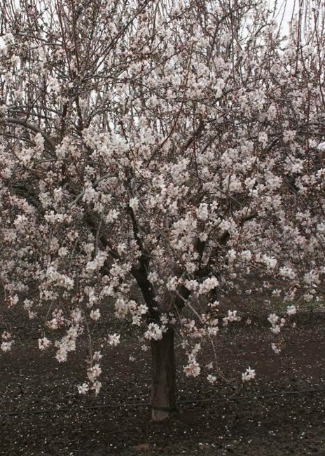 Obituary of Dennis Estle Spurlock