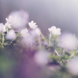 Obituary of Shelley Kay Gammell