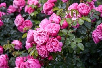 Obituary of Frances Irene Johnson