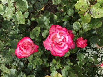 Obituary of Jacqueline Susanne Allyson Belle Rebecca Abou