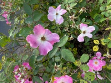 Obituary of Shane Su