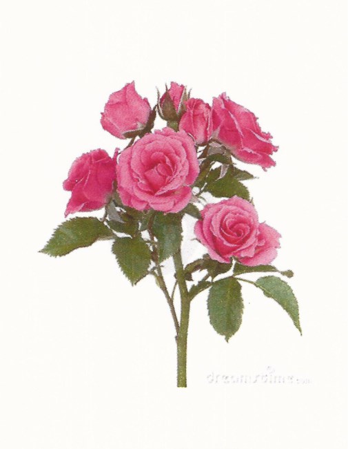 Obituary of Dorothy Hopkins