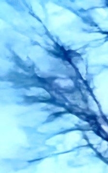 Joshua Trinkle Obituary - Terre Haute, IN