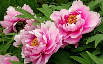 Obituary of Madeline Rollins