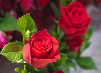 Obituary of Carol R. Kiefer