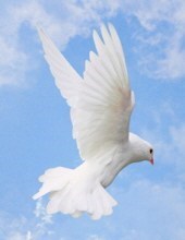 Obituary of Sandra Faye Jones Williams