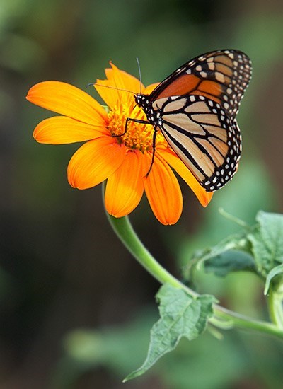 Obituary of Maria A. Miller