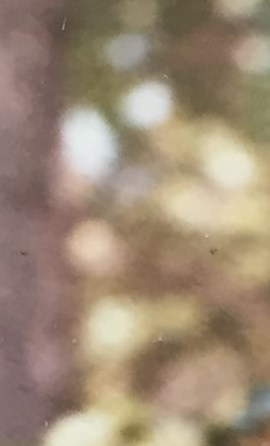 Charline Dale Obituary Greenwich, CT