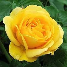 Obituary of Betty Jean Dorsey