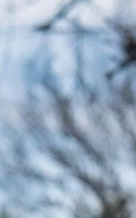 Carl McCauley Obituary Charlottesville, VA