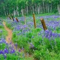 Obituary of Betty Pearl Wilfong