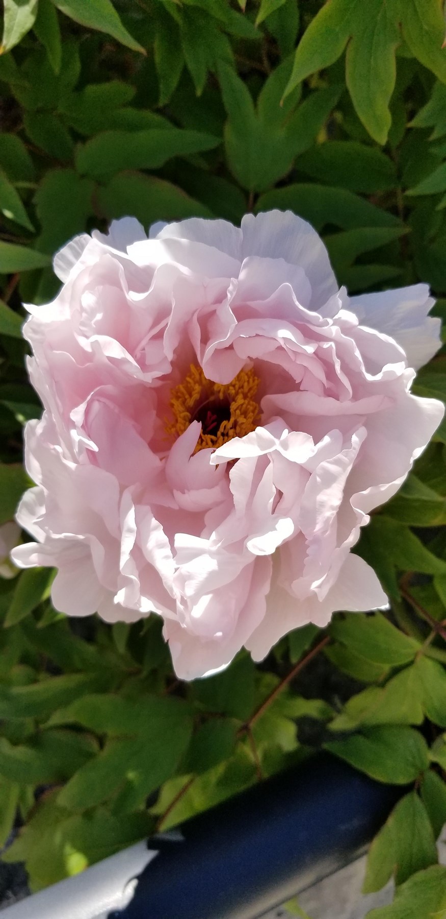 Obituary of Joyce Ann Whitten