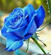 Obituary of Daniel Bruce Tonge