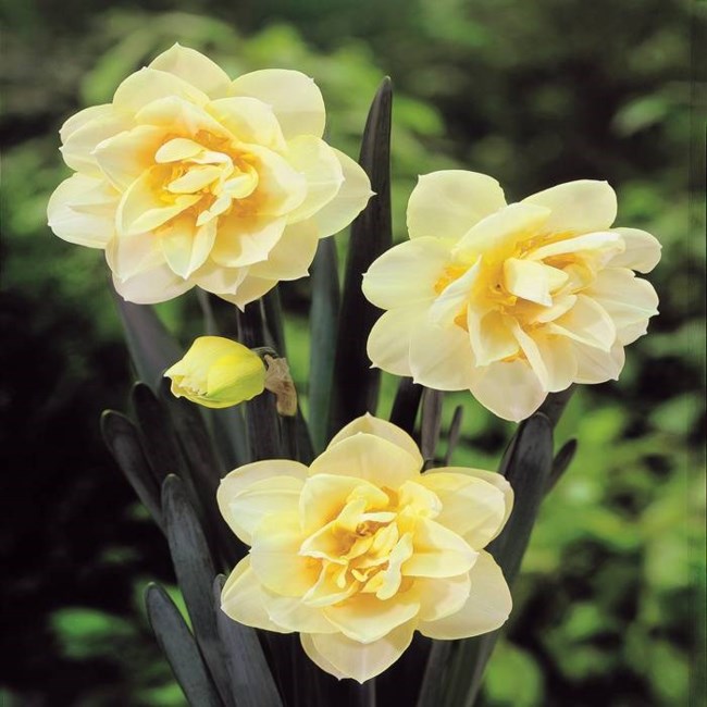 Obituary of Cecil Gomez