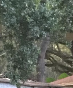 Jean Davis Obituary - Tampa, FL