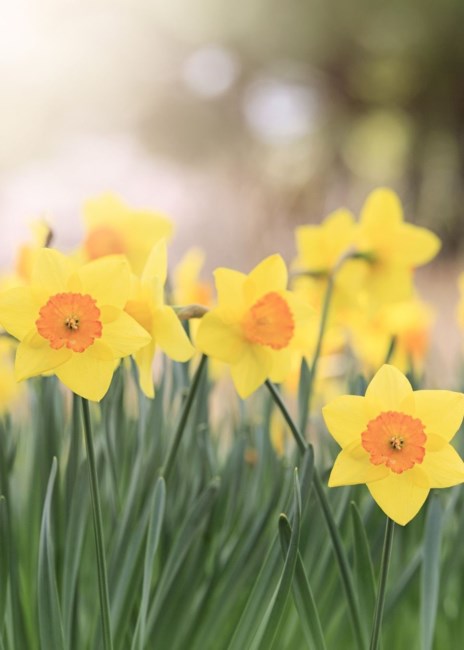 Obituary of Catherine Joan Aitchison