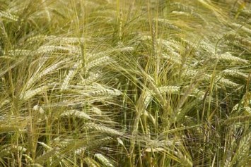 Obituary of Alton Hunter Hopkins