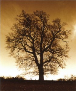 Obituary of André Mills