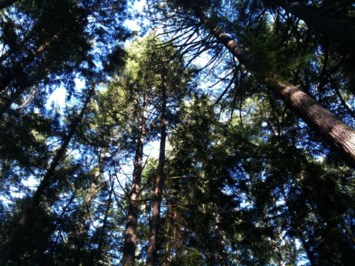 Obituary of Leona Mae Christol