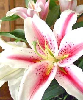 Obituary of Hayley Elizabeth Whittingham