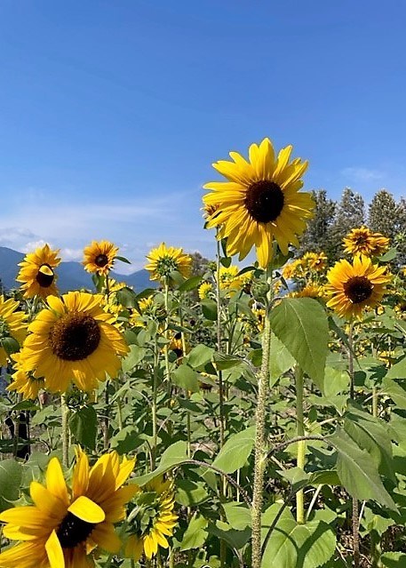 Obituary of Victor Roman Onufreychuk