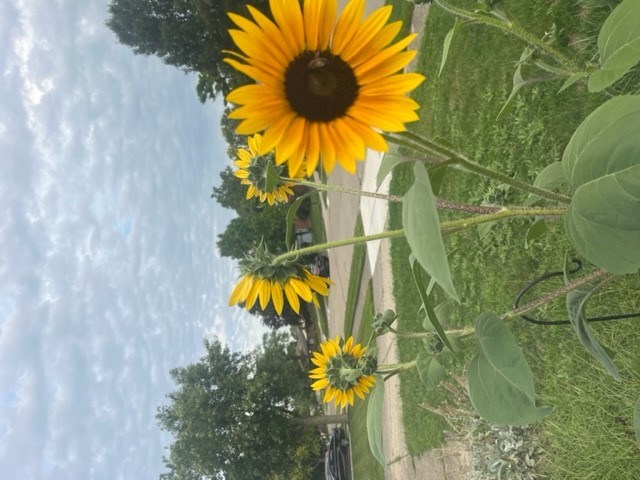 Obituary of Anthony David Evans