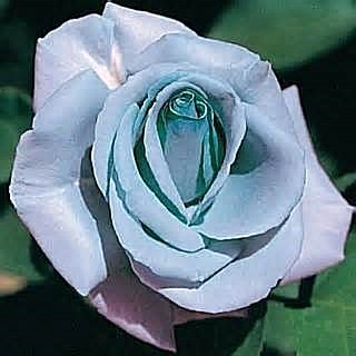 Obituary of Alice Blakemore