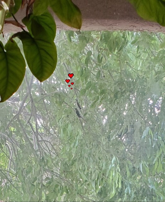 William Edwards Obituary Kansas City Mo