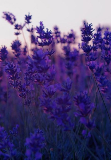 Obituary of Theresa Ann Toth