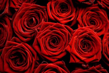 Obituary of Gloria Rafuse