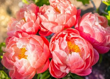 Obituary of Karen S McDonald
