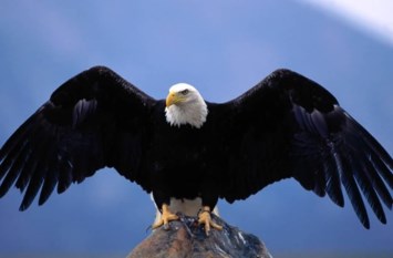 Obituary of Phyllis Clinton