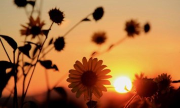 Obituary of Eleanor Levin